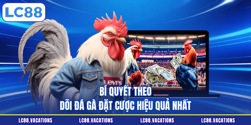 Bí quyết theo dõi đá gà đặt cược hiệu quả nhất